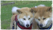 ein schönes Paar: Kiko & Yuki